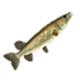 HWDE Hylian Pike Food Icon.png